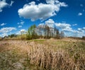 wetlands in early spring. reeds and trees with sky