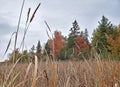 Wetlands fall colours landscape. Autumn foliage rhapsody Royalty Free Stock Photo