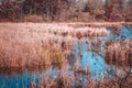 Wetlands during the fall in Grand Rapids Michigan Royalty Free Stock Photo