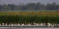 Wetlands and flocks of Snowy Egrets Royalty Free Stock Photo