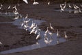 Wetlands and flocks of Snowy Egrets Royalty Free Stock Photo