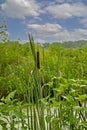 Wetlands Image of Cattails closeup