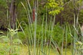 Wetlands Image of Cattails closeup