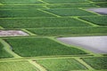 The Taro fields of Kauai Hawaii Royalty Free Stock Photo