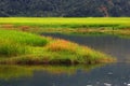 Wetlands landscape Royalty Free Stock Photo