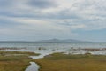 Wetlands landscape with aquatic vegetation and dry yellow plants Royalty Free Stock Photo