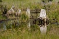 Wetlands Landscape I Royalty Free Stock Photo