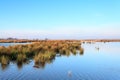 Wetlands landscape on a sunny day Royalty Free Stock Photo