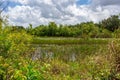 Wetlands at Long Key Natural Area - Davie, Florida, USA Royalty Free Stock Photo