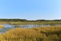 Wetlands in the most beautiful places of the wild. Swamp water landscape. Wildlife background. Small lake in the forest with trees Royalty Free Stock Photo