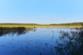 Wetlands in the most beautiful places of the wild. Swamp water landscape. Wildlife background. Small lake in the forest with trees Royalty Free Stock Photo