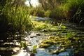 Wetlands and natural carbon sink concept. Freshwater wetland. Blue carbon ecosystem. Natural carbon capture. Sustainable