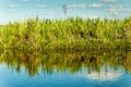 Wetlands in Nature Reserve Esteros del Ibera