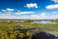 Wetlands in Nature Reserve Esteros del Ibera Royalty Free Stock Photo