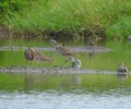 Birds of Costa Rica in Wetlands Royalty Free Stock Photo
