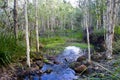 A wetlands outback billabong on the Sunshine Coast, Queensland, Australia.