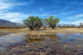 Wetlands in Owens Valley in California`s Eastern Sierra