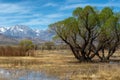 Wetlands in Owens Valley in California`s Eastern Sierra