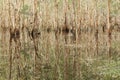 Wetlands paperbark ecosystem environmental image with reflection