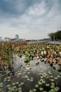 wetlands park under cloudy sky