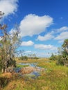 Orlando Wetlands Park Royalty Free Stock Photo