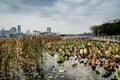 wetlands park under cloudy sky