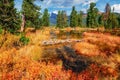 Wetlands with snags near Lake Svetloye in Ergaki