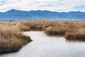 Marjal Pego Oliva Natural Park, Valencia, Spain Royalty Free Stock Photo