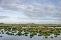 Wetlands under a blig sky