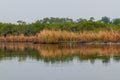 Wetlands of the wildlife reserve Biotopo Monterrico-Hawaii, Guatema Royalty Free Stock Photo