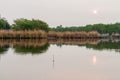 Wetlands of the wildlife reserve Biotopo Monterrico-Hawaii, Guatema Royalty Free Stock Photo