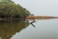 Wetlands of the wildlife reserve Biotopo Monterrico-Hawaii, Guatema Royalty Free Stock Photo