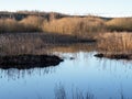 Wetlands in winter at Fairburn Ings, West Yorkshire, England