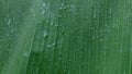 In selective focus a large green banana leaf known as Baitong in Thai language with many rain droplets