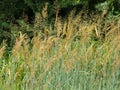 Amber Waves Of Grain Comes Once Every Few Years