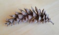 Weymouth pine cone Pinus strobus L. on a light background Royalty Free Stock Photo