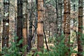 Weymouth pine, Landes, France Royalty Free Stock Photo