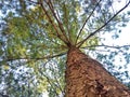 Weymouth pine seen from below Royalty Free Stock Photo