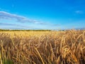 Whaet field and blue sky with white clouds vibrant colors summer landscape Royalty Free Stock Photo