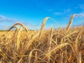 Whaet field and blue sky with white clouds vibrant colors summer landscape Royalty Free Stock Photo