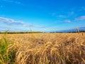 Whaet field and blue sky with white clouds vibrant colors summer landscape Royalty Free Stock Photo