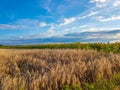 Whaet field and blue sky with white clouds vibrant colors summer landscape Royalty Free Stock Photo