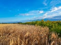 Whaet field and blue sky with white clouds vibrant colors summer landscape Royalty Free Stock Photo