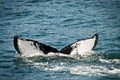 Whale tail in alaska Royalty Free Stock Photo