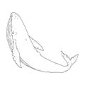 whale aquatic animal black white sketch line doodle vector Illustration.
