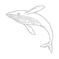 whale aquatic animal black white sketch line doodle vector Illustration.