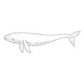 whale aquatic animal black white sketch line doodle vector Illustration.