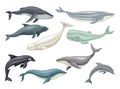 Whale as Aquatic Placental Marine Mammal with Flippers and Large Tail Fin Vector Set