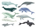 Whale as Aquatic Placental Marine Mammal with Flippers and Large Tail Fin Vector Set Royalty Free Stock Photo