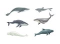 Whale as Aquatic Placental Marine Mammal with Flippers and Large Tail Fin Vector Set Royalty Free Stock Photo